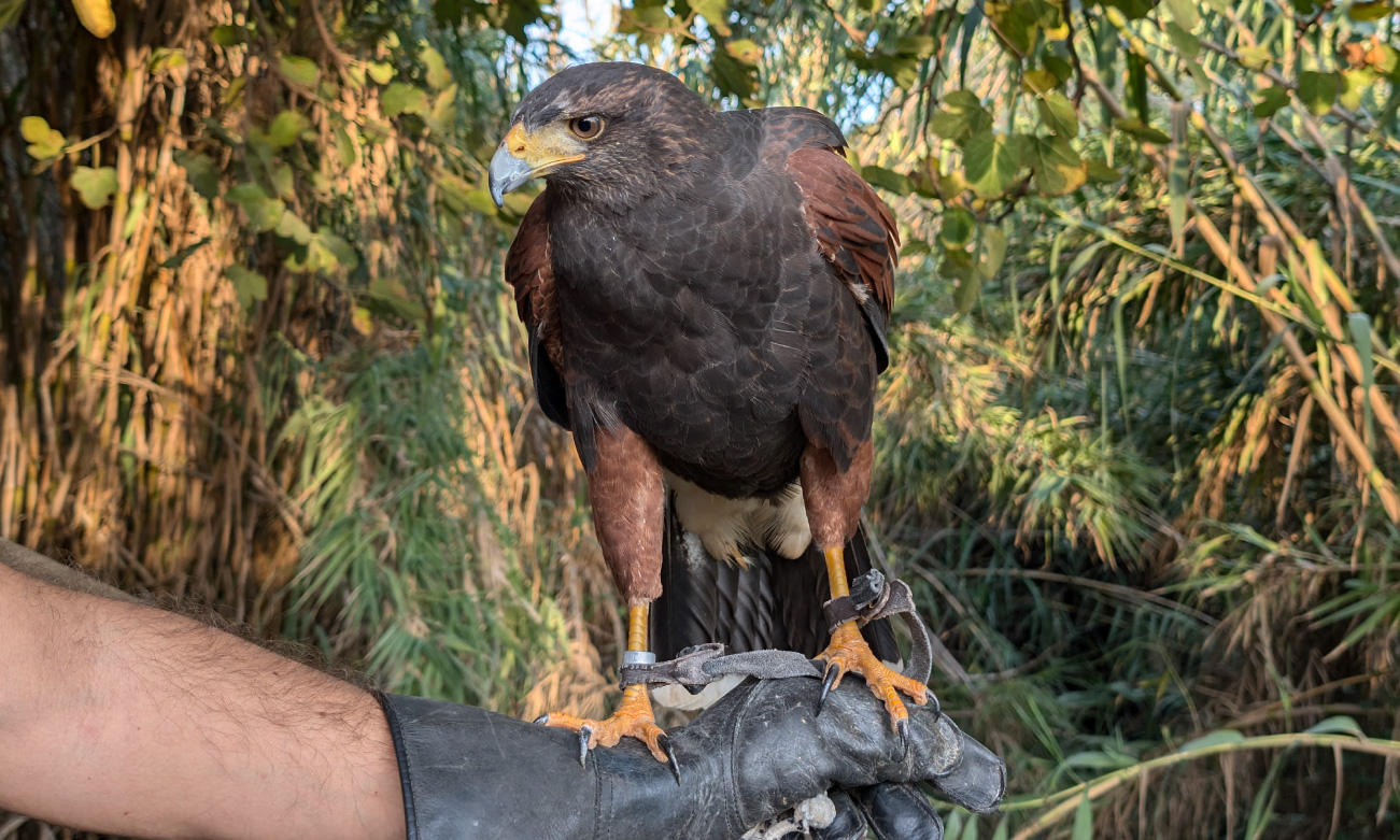 Esperienza Falconeria per Due