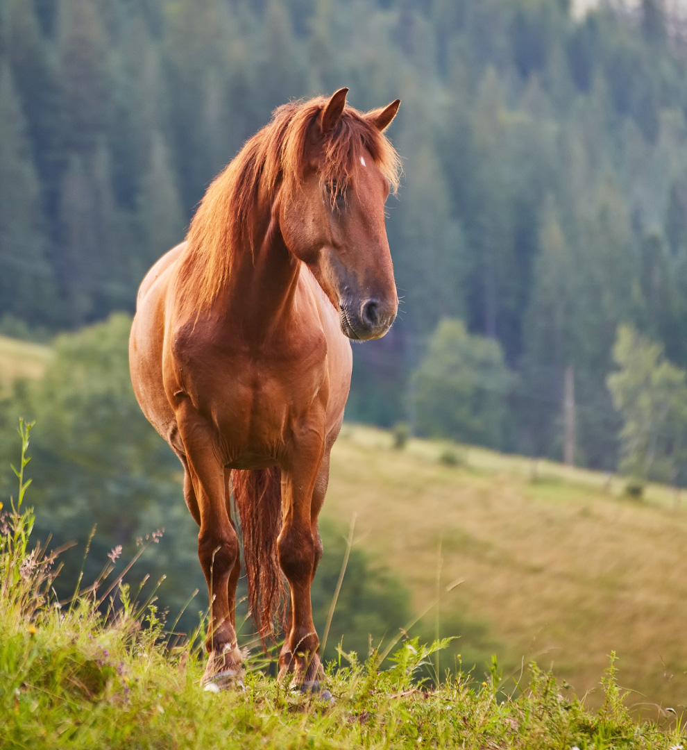 cavallo-passeggiata