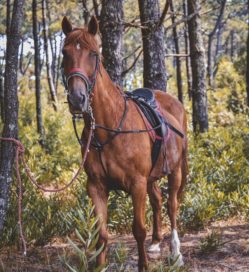 trekking-horse