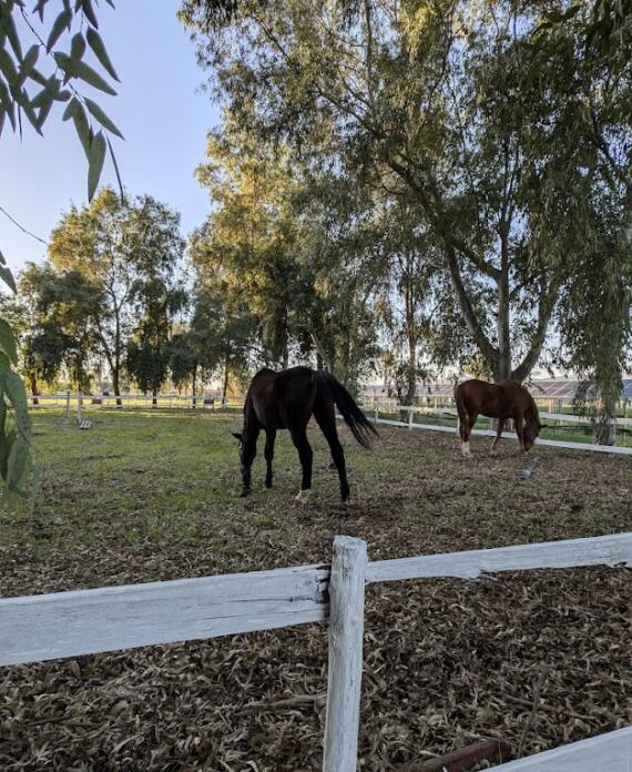 Secondo campo Centro Equestre La Primavera