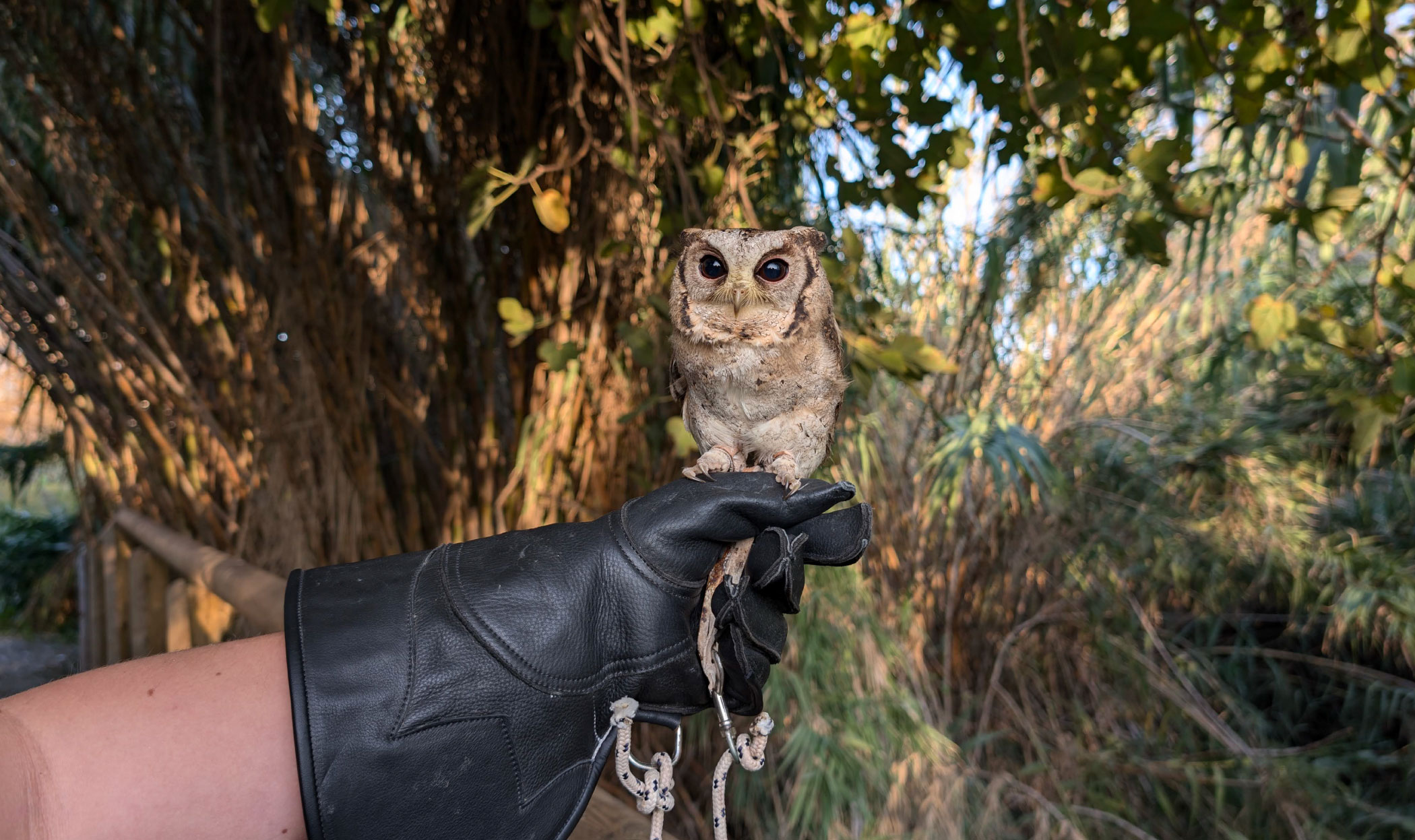 Falconiere per un giorno per bambini