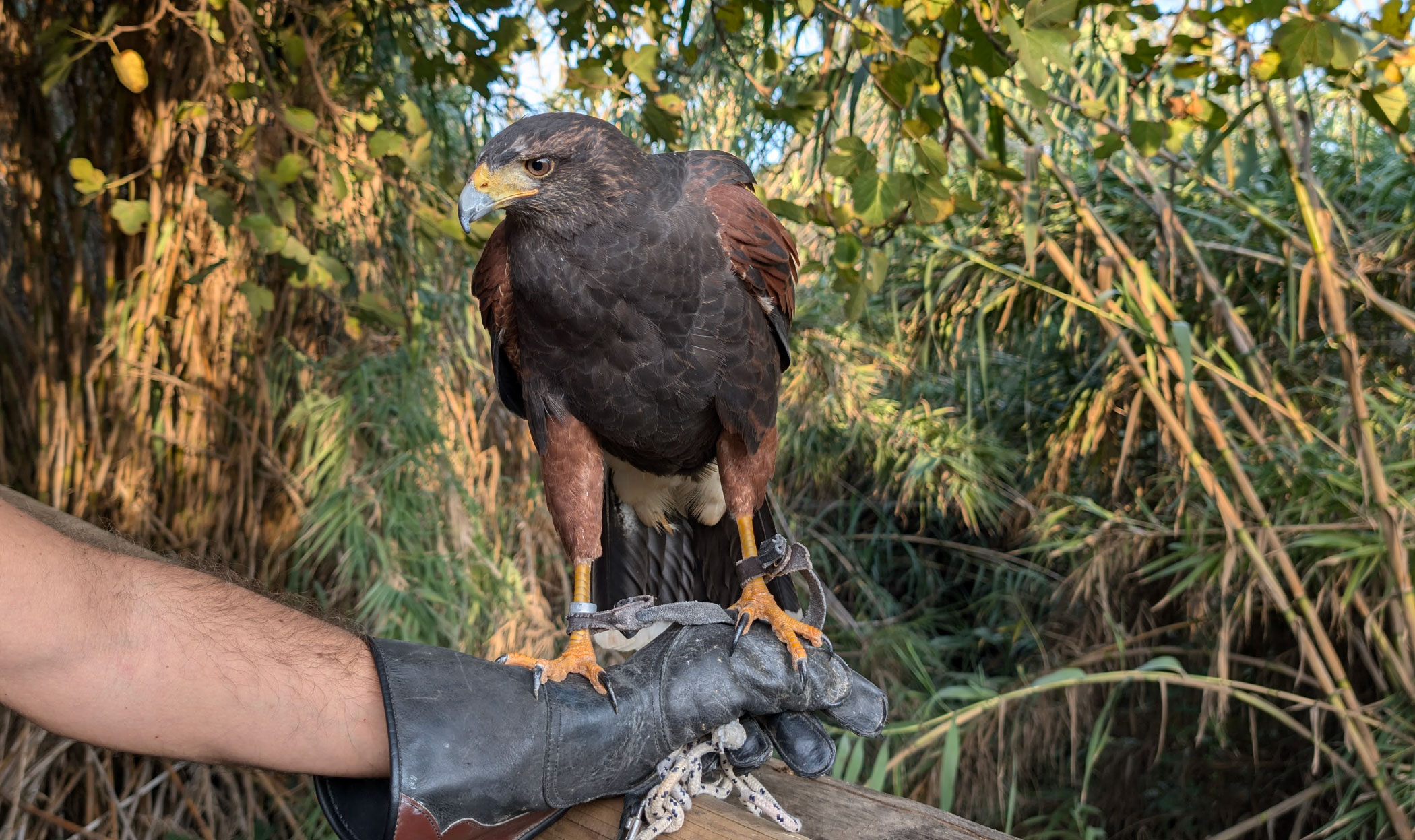 Falconiere per un giorno per adulti